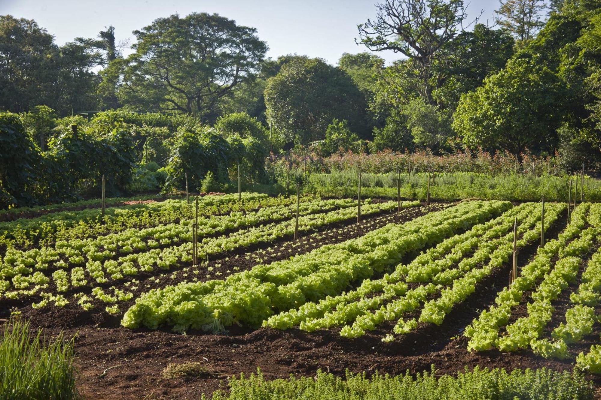 Bourbon Thermas Eco Resort Cataratas Do Iguacu Foz do Iguacu Exterior photo Lettuce growing in the UK